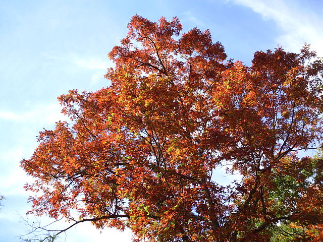 Fall leaves commemorating the season.

Image under no restrictions 